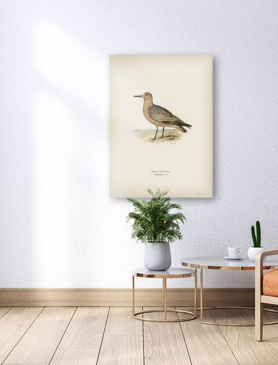 Red Knot ♂ Tringa Canutus by IStockHistory com