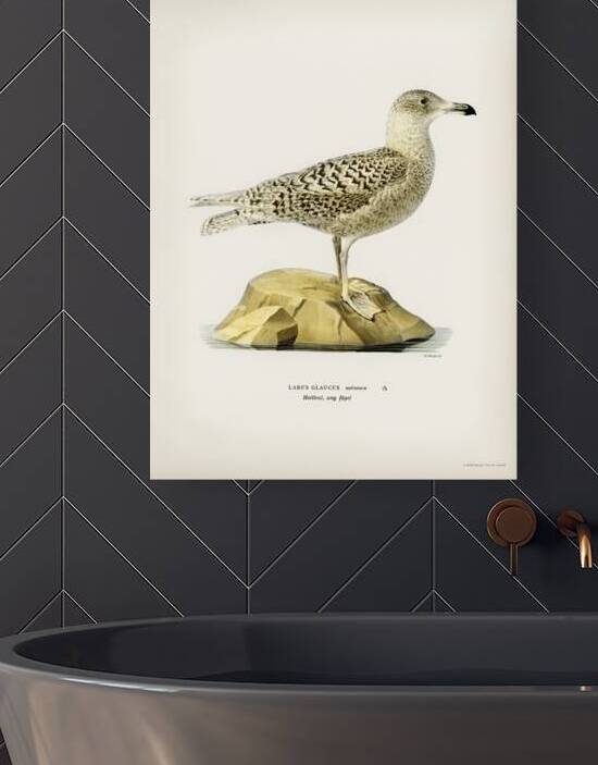 Glaucous gull Larus glaucus by IStockHistory com