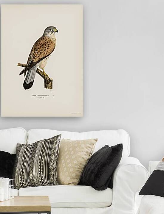 Common Kestrel male Falco tinnunculus by IStockHistory com
