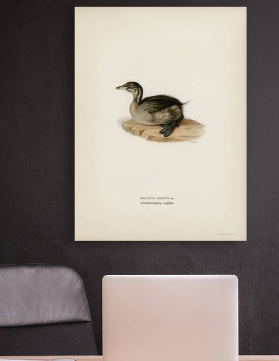 Young horned grebe PODICEPS AURITUS by IStockHistory com