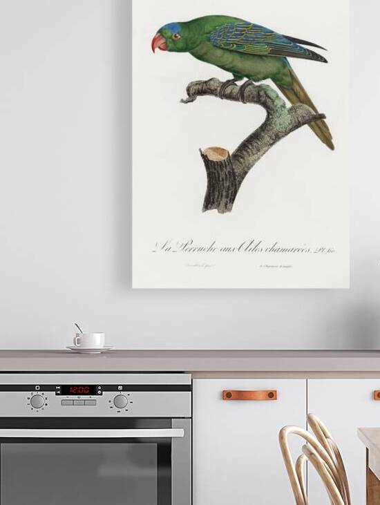 Yellow-crowned parakeet  Reproduction