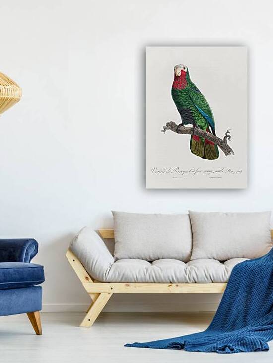 Rose-throated parrot  by IStockHistory com