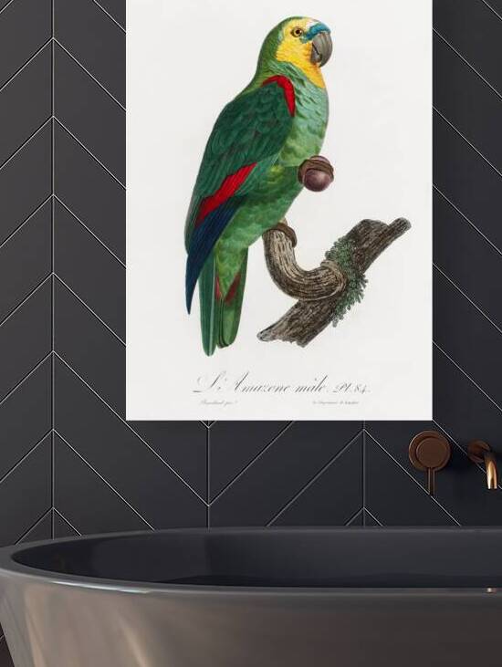 Turquoise-fronted parrot  by IStockHistory com