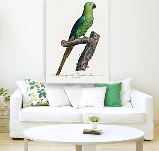 Ring-necked parakeet  by IStockHistory com