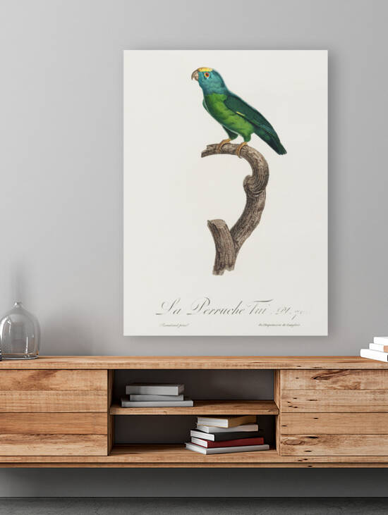 Tui parakeet  by IStockHistory com