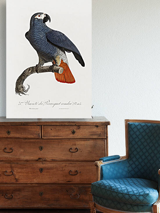 African grey parrot  by IStockHistory com