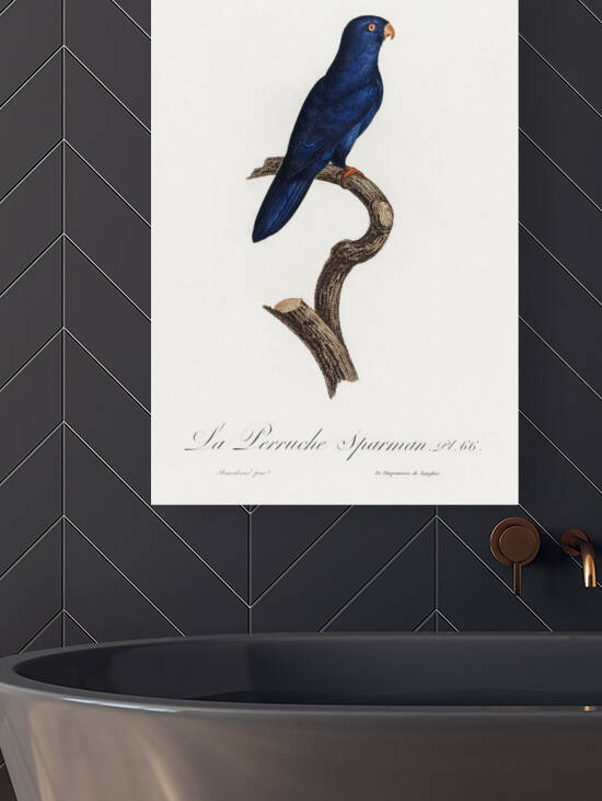 Sparman parakeet  by IStockHistory com