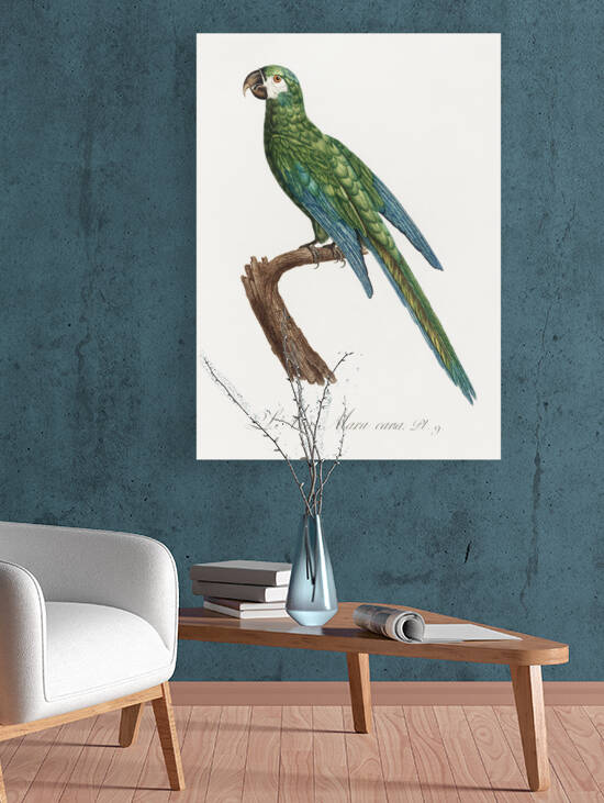 Illigers macaw  by IStockHistory com