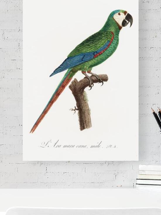 Illigers macaw  by IStockHistory com