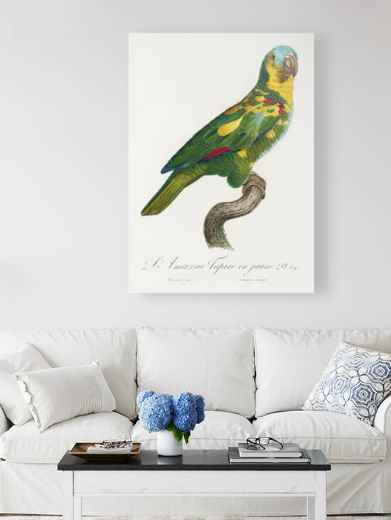 Blue-fronted amazon  by IStockHistory com