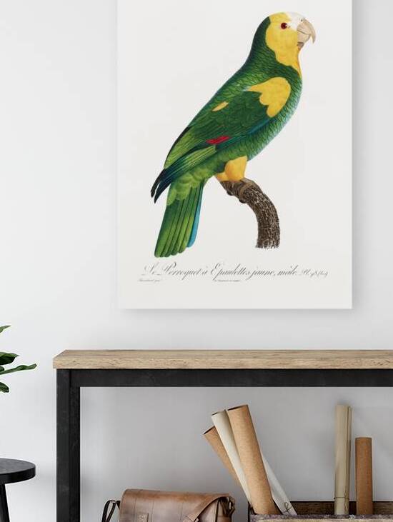 Yellow-shouldered amazon  by IStockHistory com