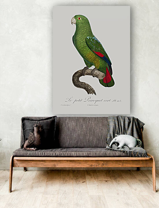 Black-billed amazon  by IStockHistory com