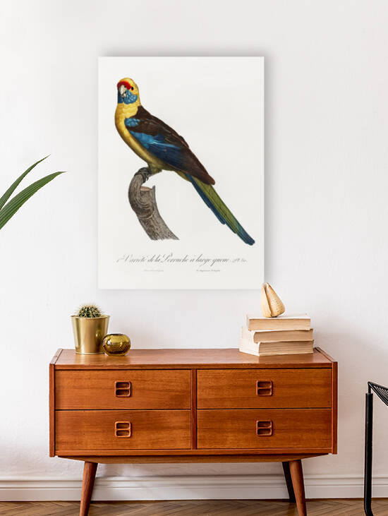 Crimson rosella  by IStockHistory com