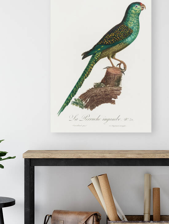 Ingambe parakeet  by IStockHistory com