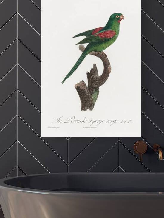 Red-throated conure  by IStockHistory com