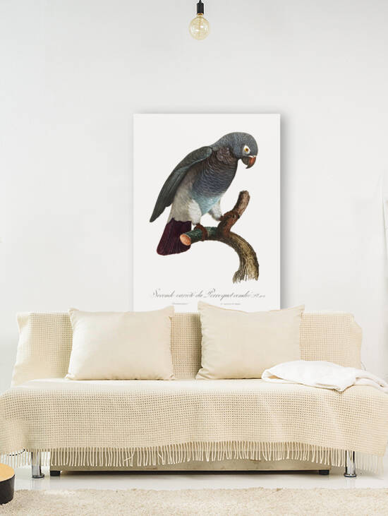 African grey parrot  by IStockHistory com