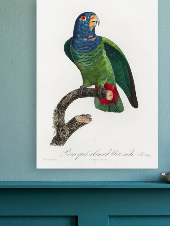 Blue-headed pionus  by IStockHistory com