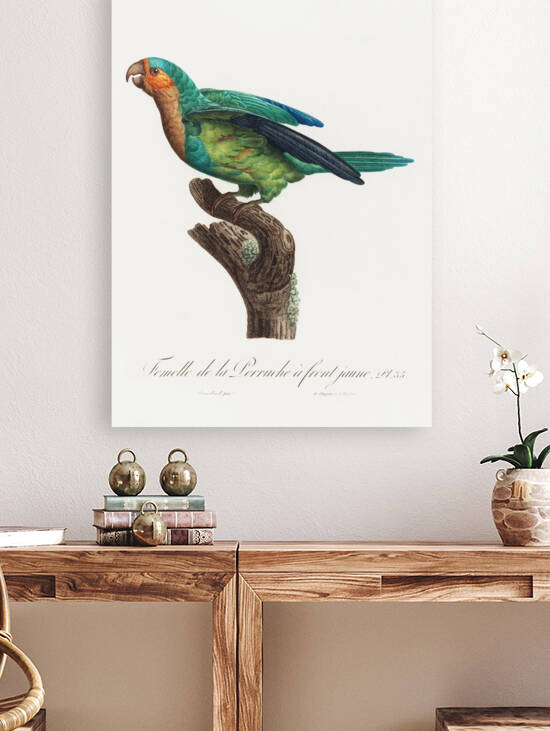 Yellow-crowned parakeet  by IStockHistory com
