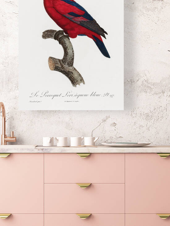 Red Lory  by IStockHistory com