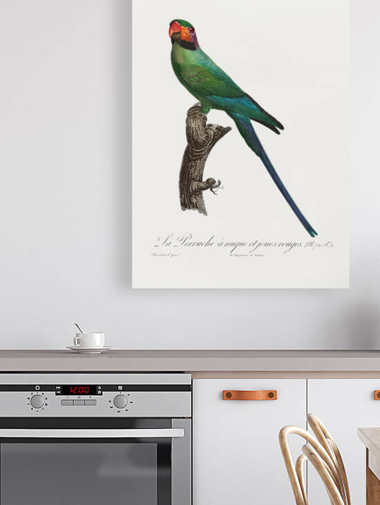 Blossom-headed parakeet  by IStockHistory com