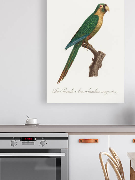 Musk lorikeet  by IStockHistory com