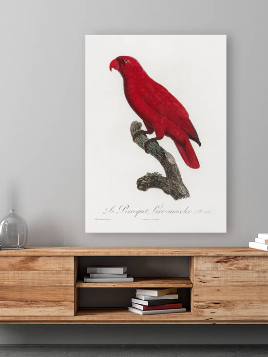 Cardinal lory  by IStockHistory com