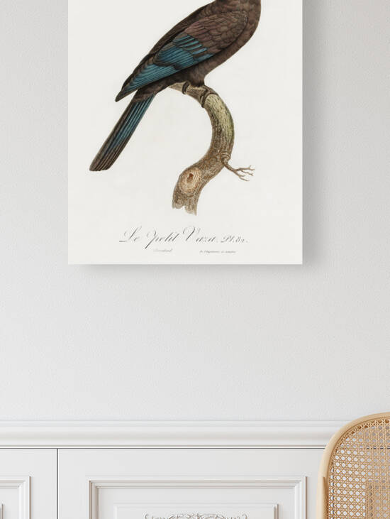 Lesser vasa parrot  by IStockHistory com