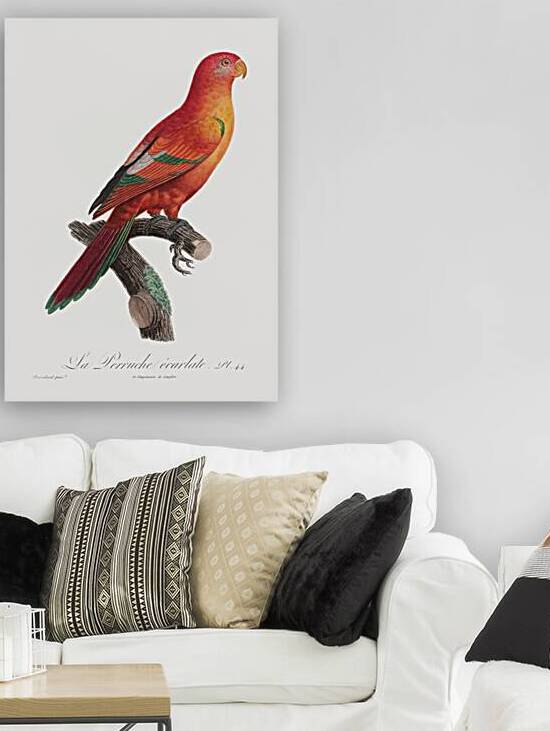 Crimson shining parrot  by IStockHistory com