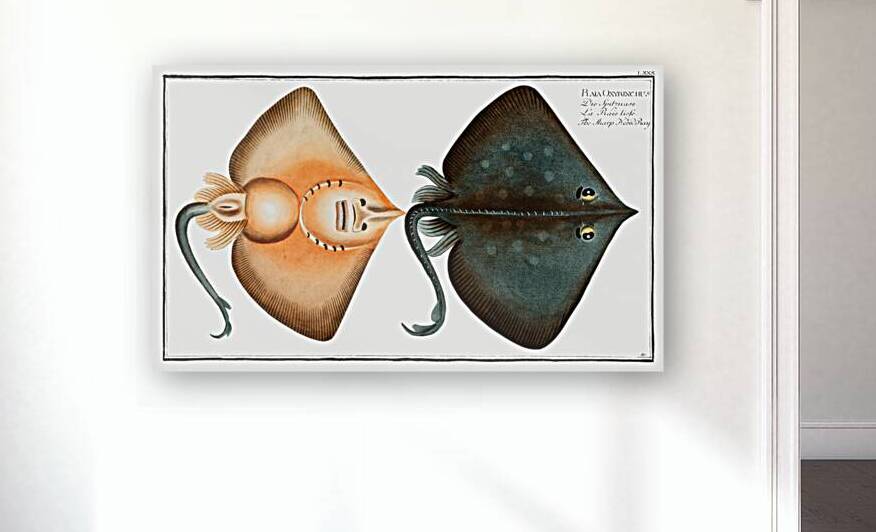 Sharp Nosed-Ray Raja Oxyrinchus by IStockHistory com