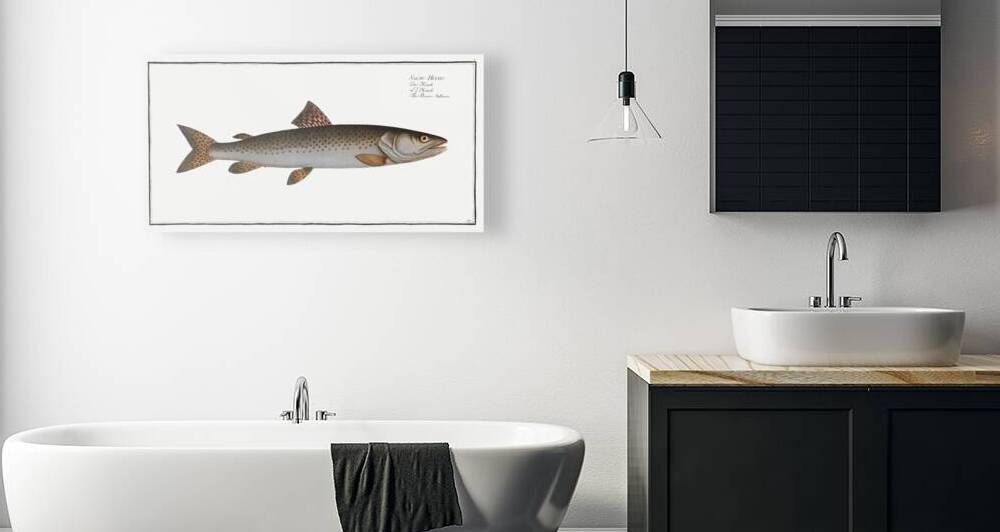 River-Salmon Salmo Hucho by IStockHistory com