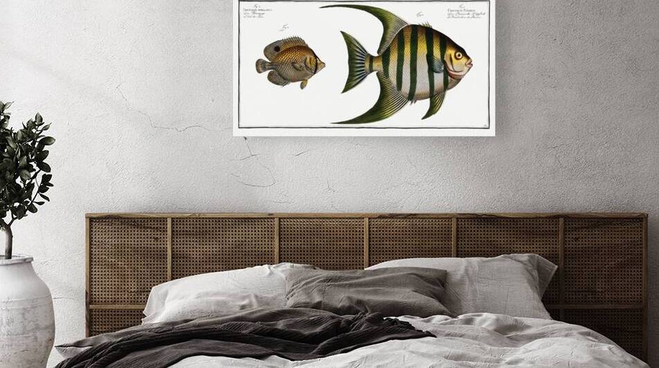 1. Chaetodon Plümieri 2. Chaetodon ocellatus by IStockHistory com