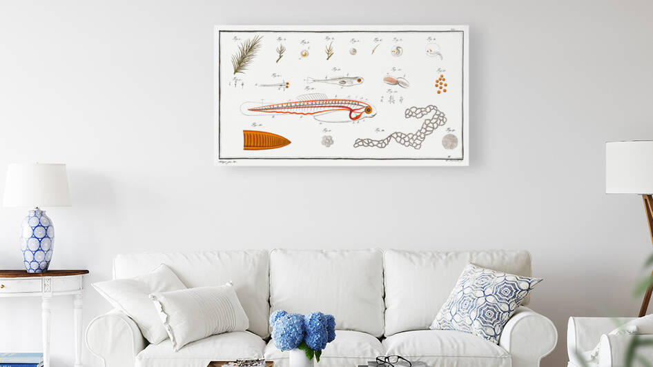 Fish hatching and growing by IStockHistory com