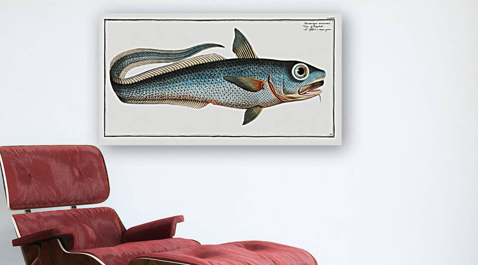 Macrourus rupestris by IStockHistory com