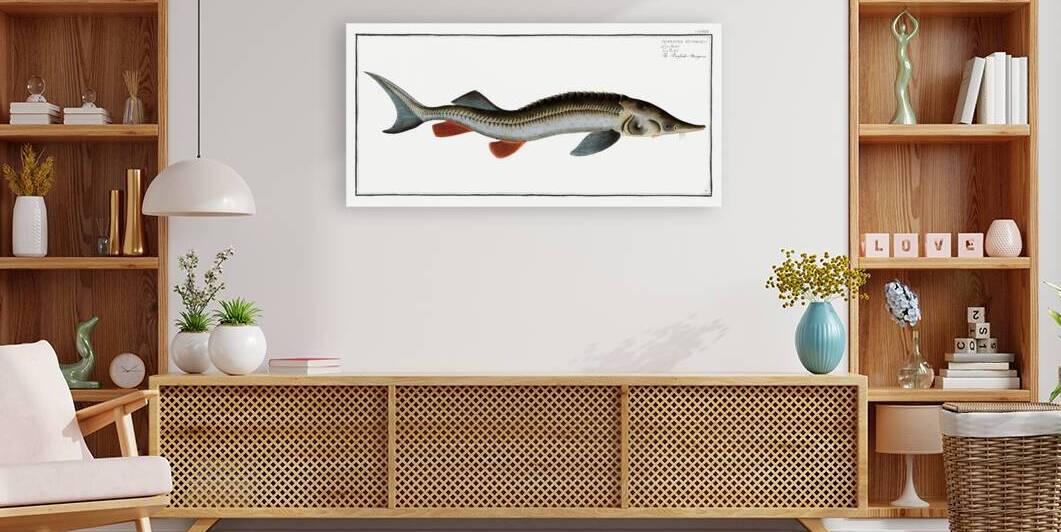 Rusfish-Sturgeon Acipenser Ruthenus by IStockHistory com