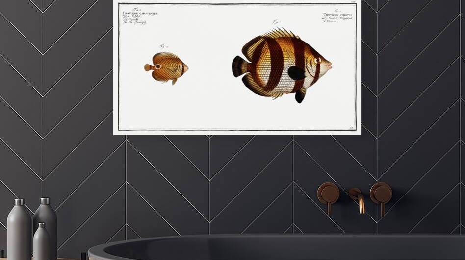 1. Chaetodon striatus 2. Sea Butterfly Chaetodon capistratus by IStockHistory com