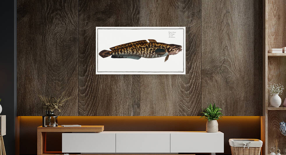 Burbot Gadus Lota by IStockHistory com