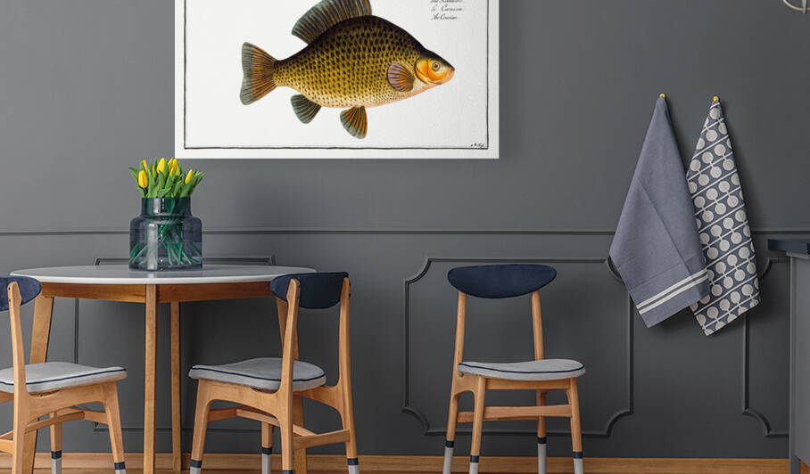Crucian Cyprinus Carassius by IStockHistory com