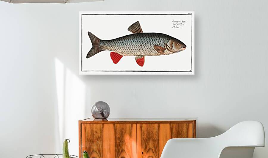 Idus-Carp Cyprinus Idus by IStockHistory com
