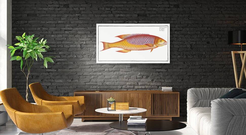 Bodian Bodianus Bodianus by IStockHistory com