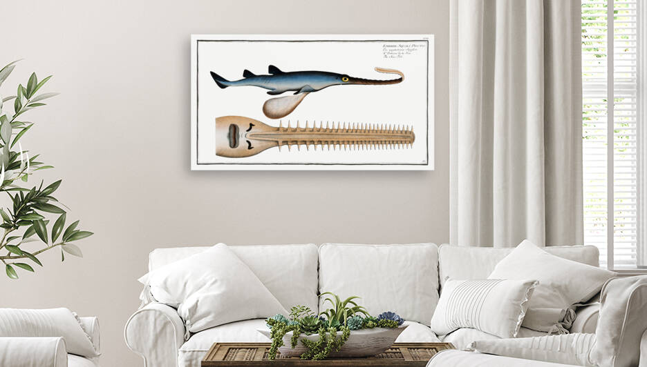 Saw-Fish Embrio Squali Pristis by IStockHistory com
