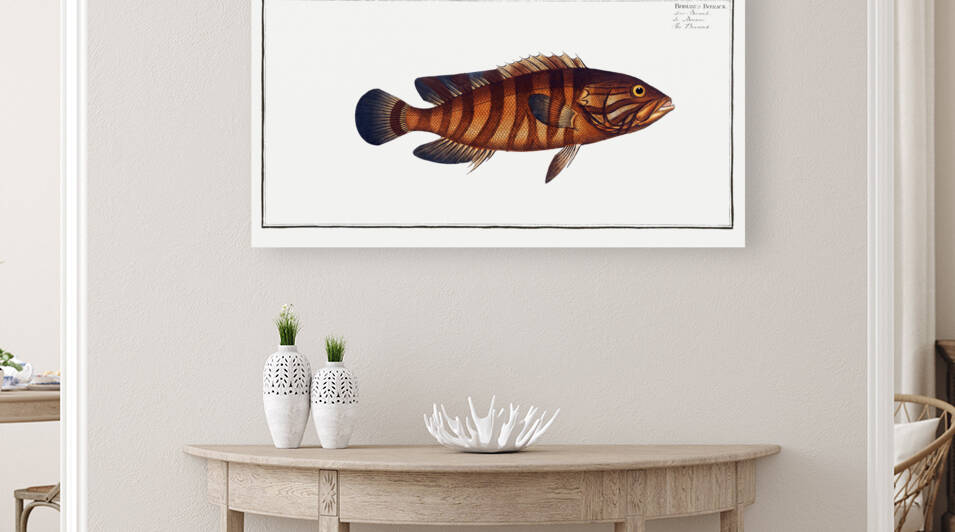 Boenack Bodianus Boenack by IStockHistory com