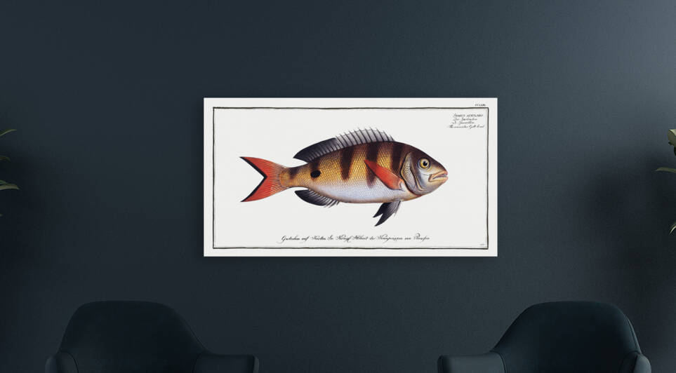 Annular Gilt-head Sparus annularis by IStockHistory com