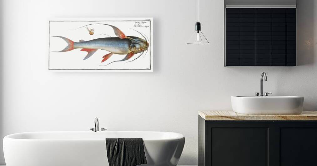 Saltwater Katfish Silurus Bagre by IStockHistory com