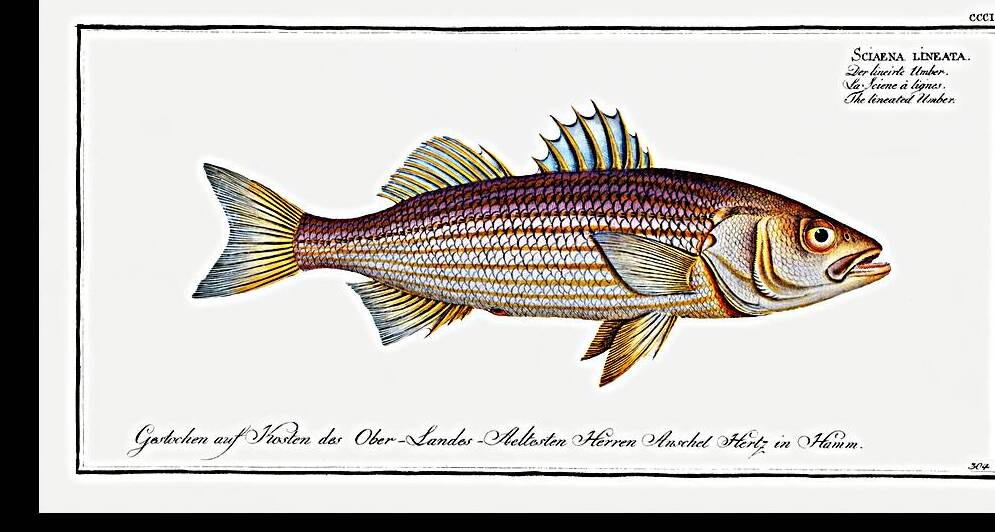 Lineated Umber Sciaena lineata by IStockHistory com