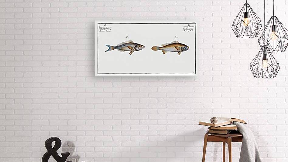 1. Starry Bodian Bodianus stellifer 2. Silver Bodian Bodianus Argenteus by IStockHistory com