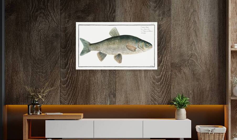 Chub Cyprinus Jeses by IStockHistory com