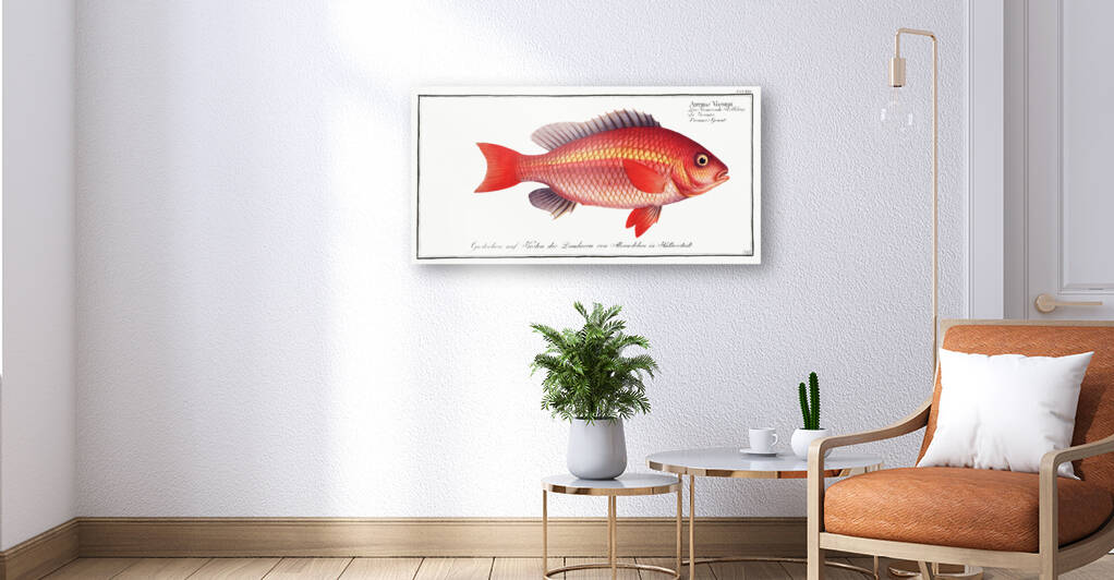 Vosmars Grunt Anthias Vosmeri by IStockHistory com