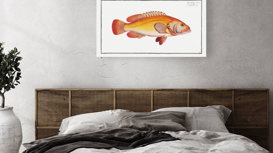 Holocentrus auratus by IStockHistory com