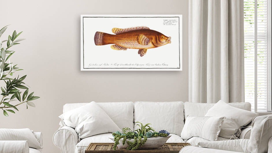 Maculated Wrasse Labrus maculatus by IStockHistory com