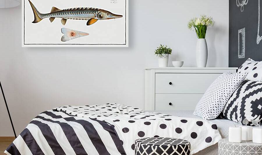 Sturgeon Acipencer Sturio by IStockHistory com